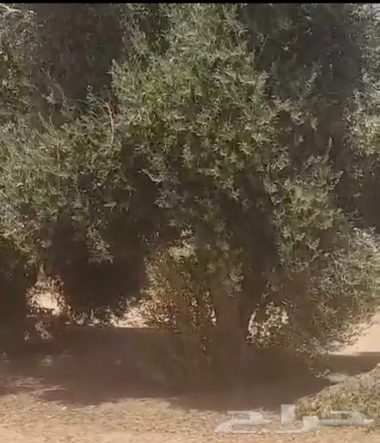 شجر زيتون 2