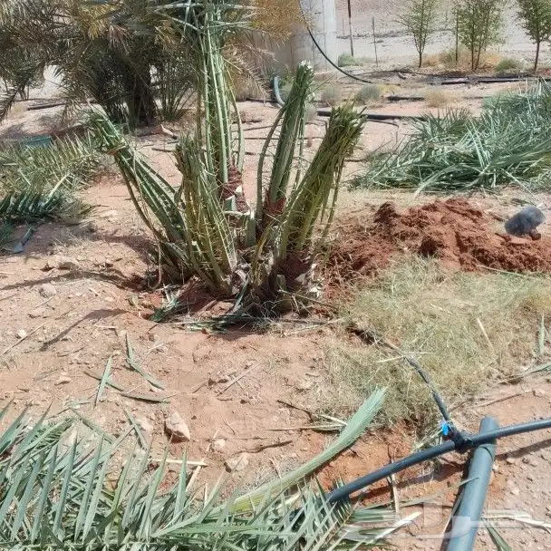 نخيل اللبيع 2