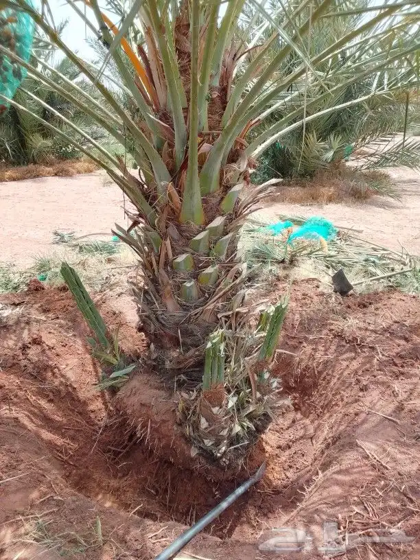 نخيل اللبيع 7