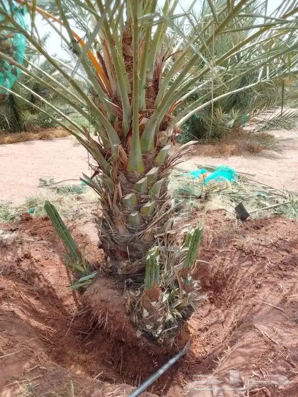 نخيل اللبيع 5
