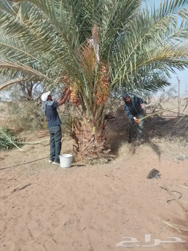 نخيل اللبيع 8