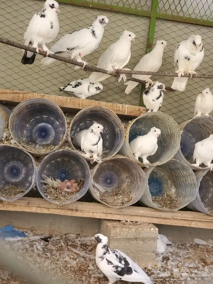 حمام صنعاني 2