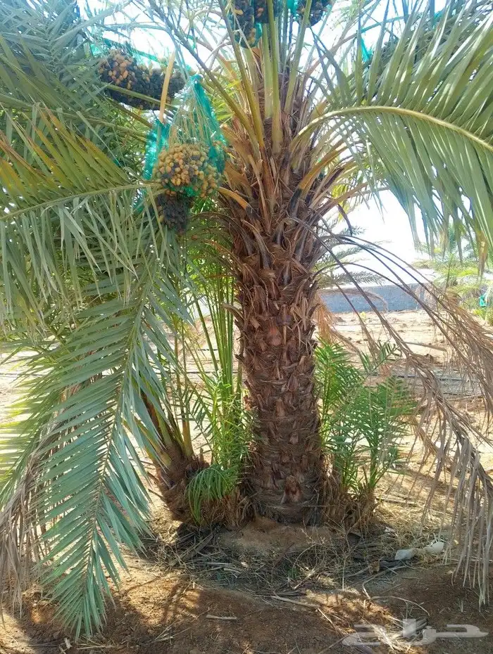 يوجد لدينا جميع انواع النخيل العربي وجميع المقاسات ويوجد لدي 5