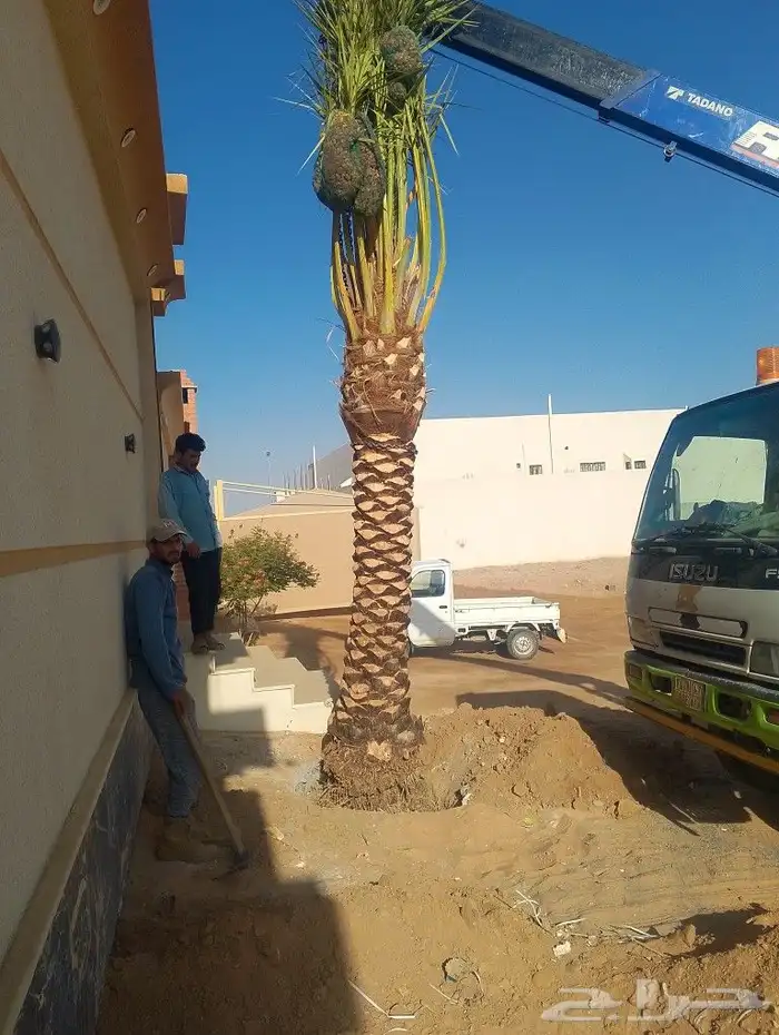 يوجد لدينا جميع انواع النخيل العربي وجميع المقاسات ويوجد لدي 2