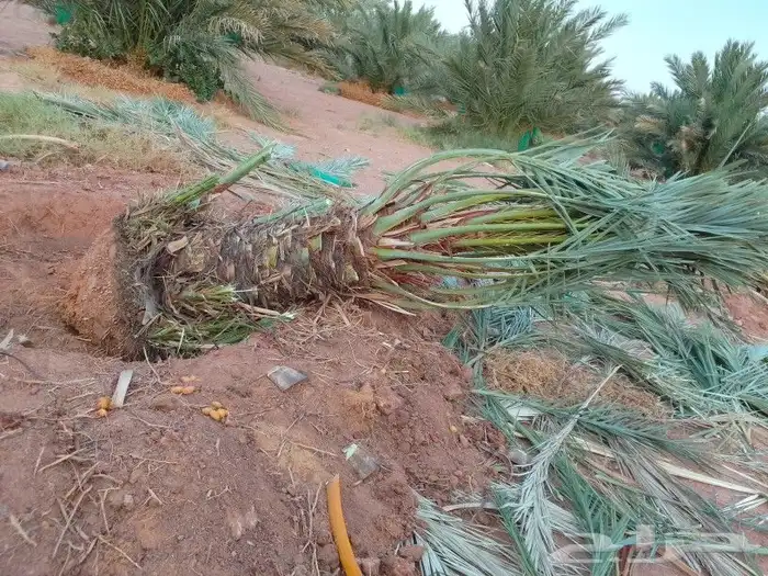 نخيل اللبيع 6