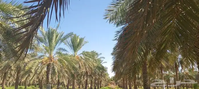 نخيل المملكه الزراعي 0