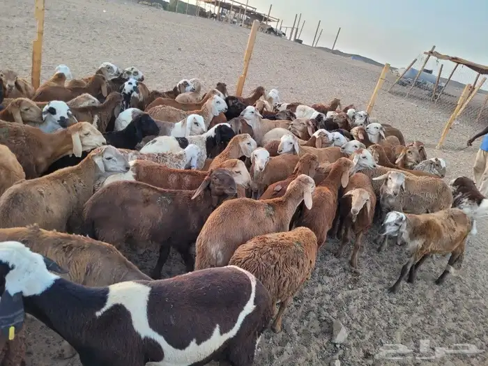 سواكني مربى فاخر جمله وتفريد باسعار مختلفه 1