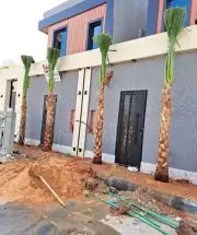 يوجد لدينا جميع انواع النخيل وجميع المقسات المثمره بقيق وصلا 4