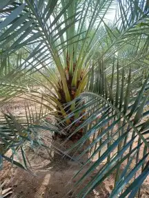 يوجد لدينا جميع انواع النخيل وجميع المقسات المثمره بقيق وصلا 3