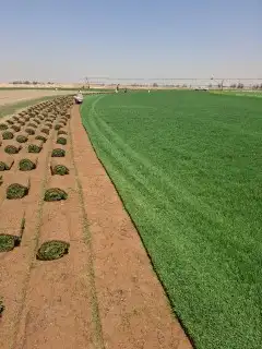 ثيل سئ 2000صافي وطبيعي الموقع الخرج 5