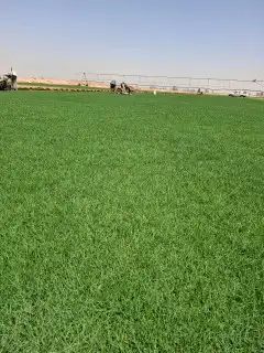 ثيل سئ 2000صافي وطبيعي الموقع الخرج 0
