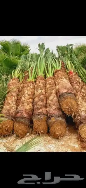 يوجد لدينا جميع انواع النخيل وجميع المقسات المثمره بقيق وصلا 1