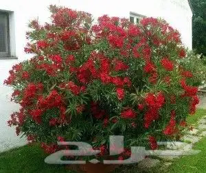 ابو سيد لتنسيق الحدائق العامة والخاصة وزراعه جميع انواع النخ 0