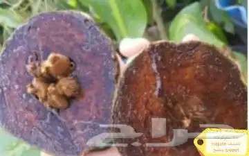 شتلات سابوتاشوكولاته تصنيفين تطعيم 1