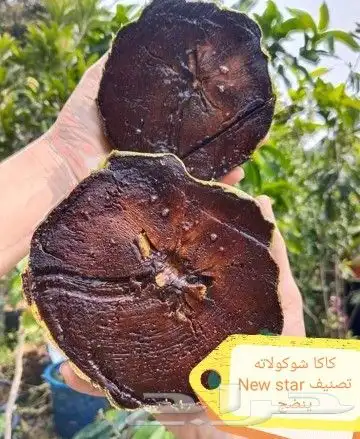 شتلات سابوتاشوكولاته تصنيفين تطعيم 0