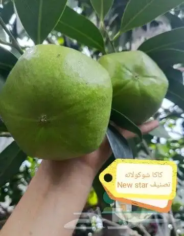 شتلات سابوتاشوكولاته تصنيفين تطعيم 2