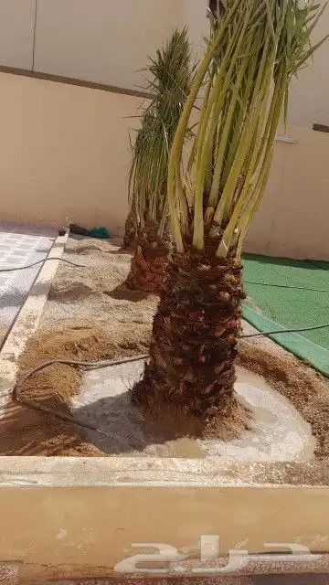 يوجد لدينا جميع انواع النخيل وجميع المقسات المثمره بقيق وصلا 0