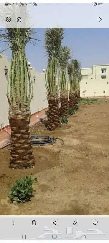 نخل البيع الرياض المزحميه 8