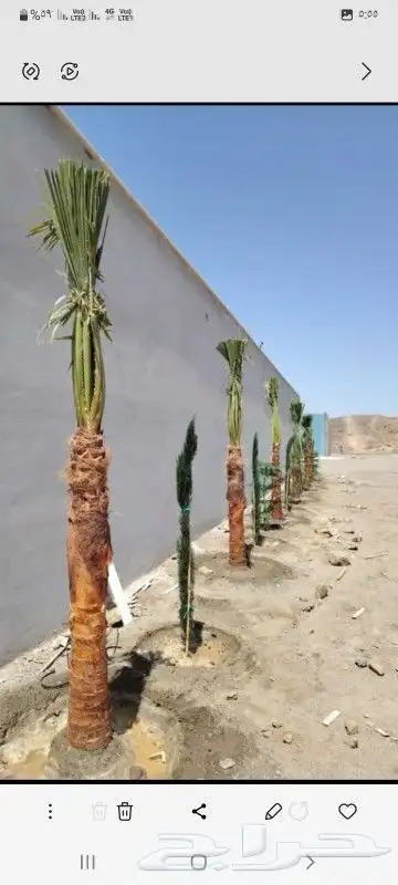 نخل البيع الرياض المزحميه 6