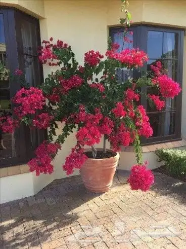 ابو سيد لتنسيق الحدائق العامة والخاصة وزراعه جميع انواع النخ 2