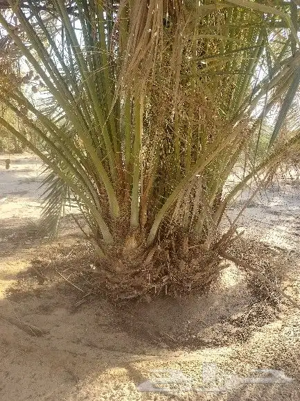 توريد جميع انواع النخل وجميع انواع الشبك 6