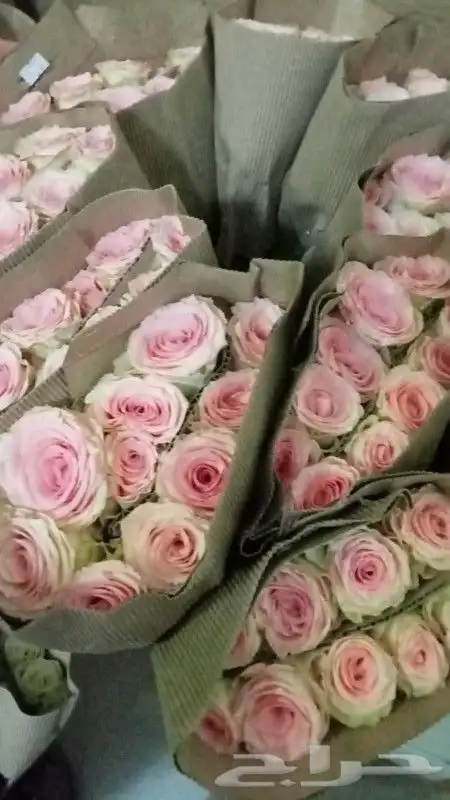 ابراهيم للورد والفل 5