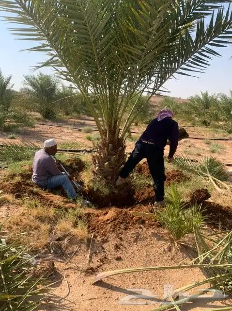 يوجد لدينا جميع انواع النخيل وجميع المقسات المثمره بقيق وصلا 2
