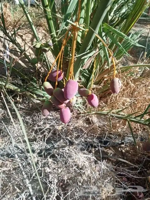 يوجد لدينا جميع انواع النخيل وجميع المقسات المثمره بقيق وصلا 5