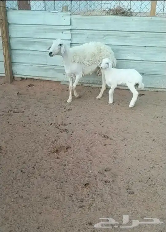 تم البيع رغوث حريه حرش سدس معها رخل عمرها شهر 4