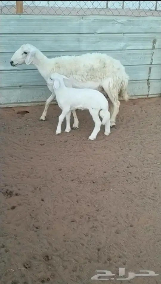 تم البيع رغوث حريه حرش سدس معها رخل عمرها شهر 3