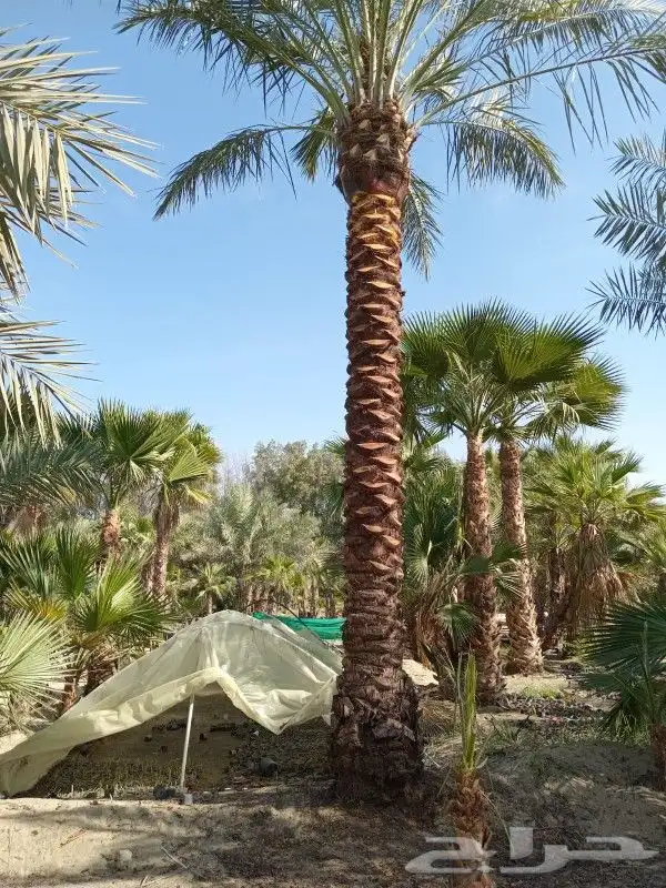 ابو سيد لتنسيق الحدائق العامة والخاصة وزراعه جميع انواع النخ 6