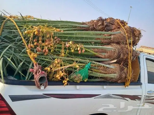 يوجد لدينا جميع انواع النخيل وجميع المقسات المثمره بقيق وصلا 6