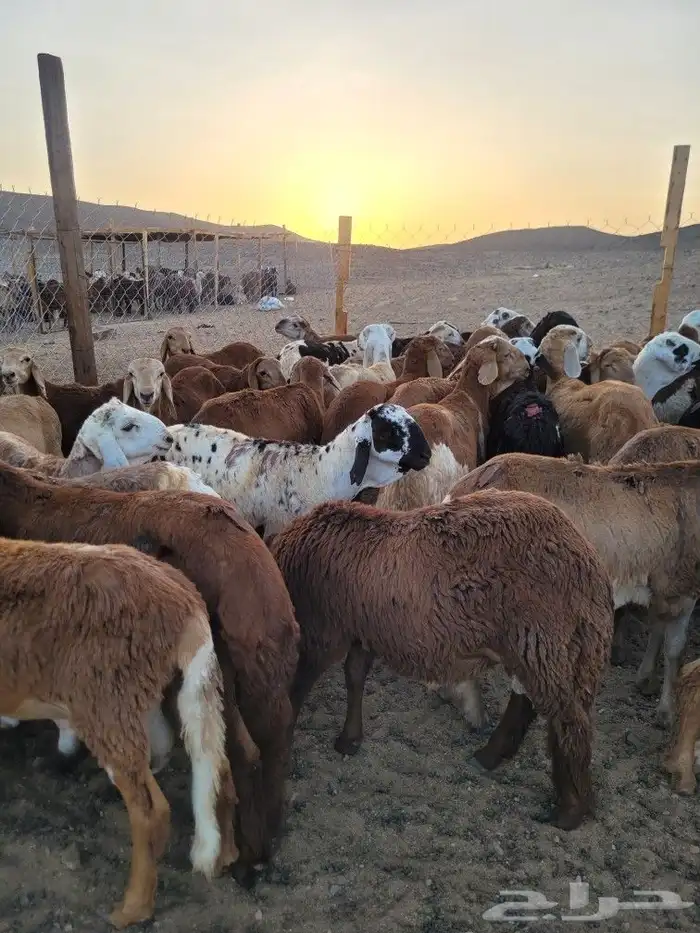 سواكني مربى فاخر جمله وتفريد باسعار مختلفه 0