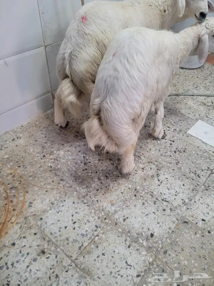 سواكني مربى فاخر جمله وتفريد باسعار مختلفه 10