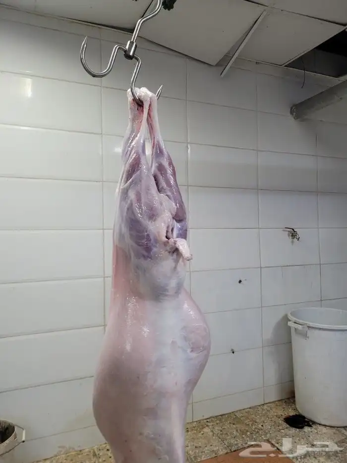 سواكني مربى فاخر جمله وتفريد باسعار مختلفه 14