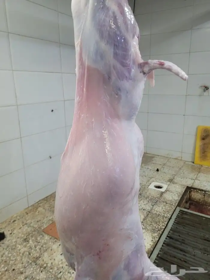 سواكني مربى فاخر جمله وتفريد باسعار مختلفه 11