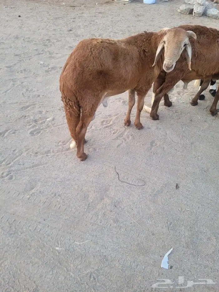 سواكني مربى فاخر جمله وتفريد باسعار مختلفه 3