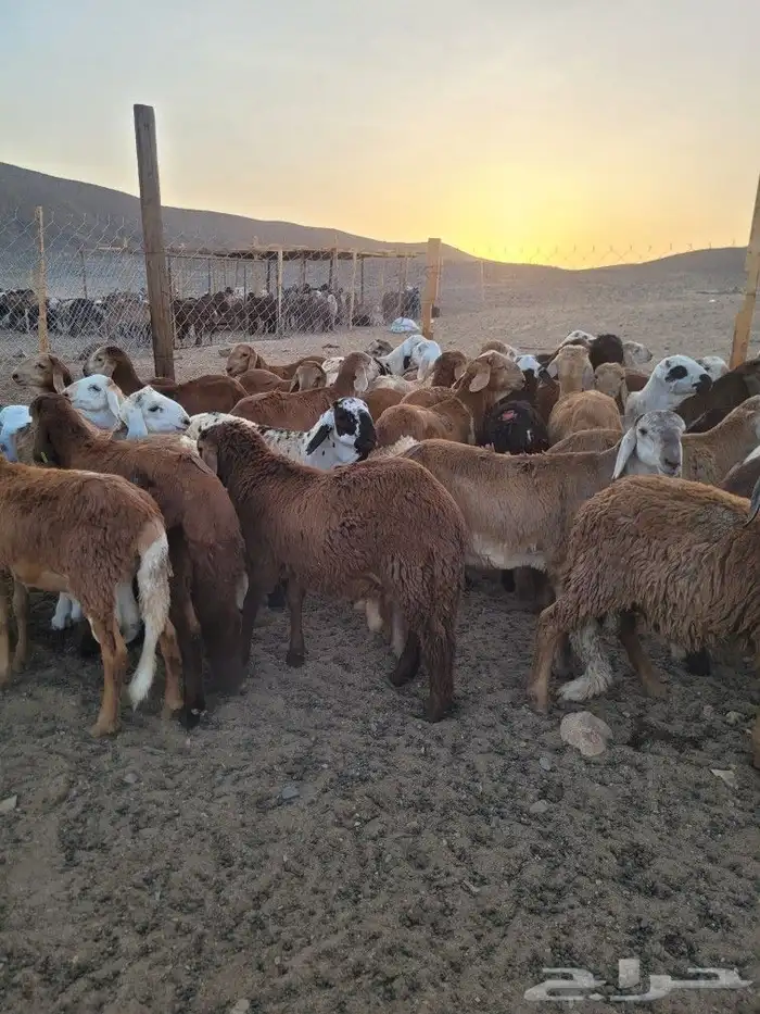 سواكني مربى فاخر جمله وتفريد باسعار مختلفه 5