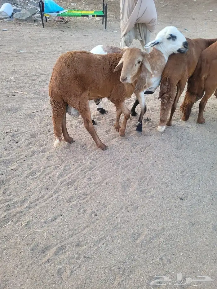 سواكني مربى فاخر جمله وتفريد باسعار مختلفه 2