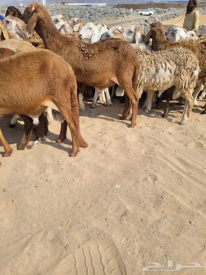 سواكني مربى فاخر جمله وتفريد باسعار مختلفه 7