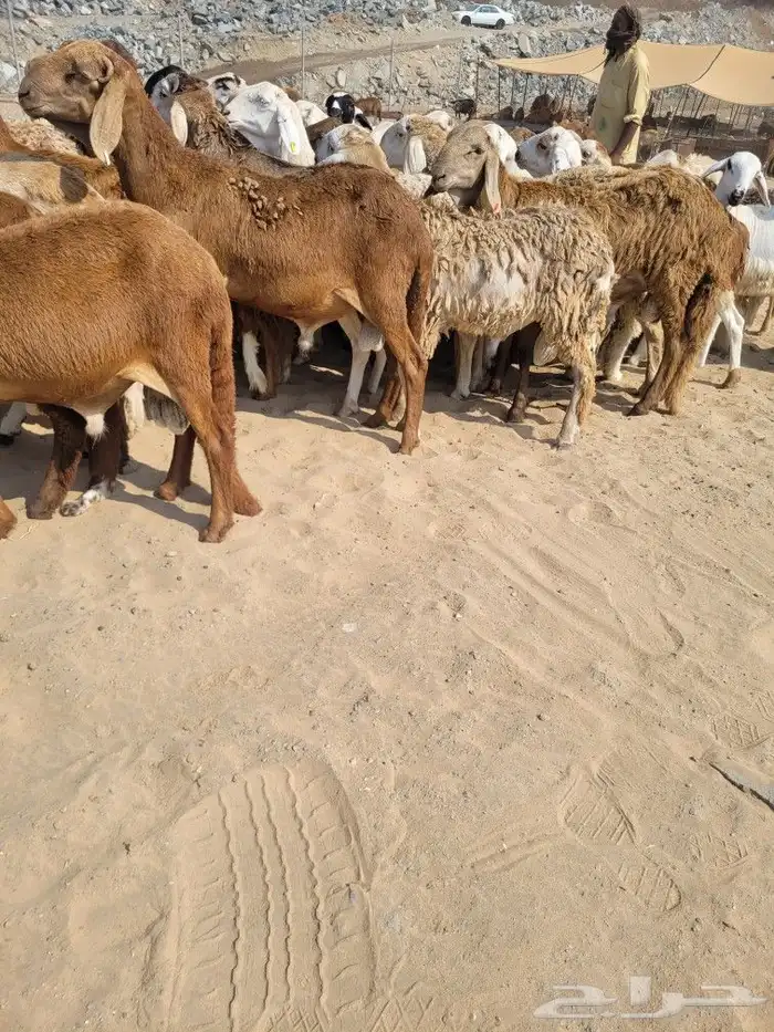 سواكني مربى فاخر جمله وتفريد باسعار مختلفه 6