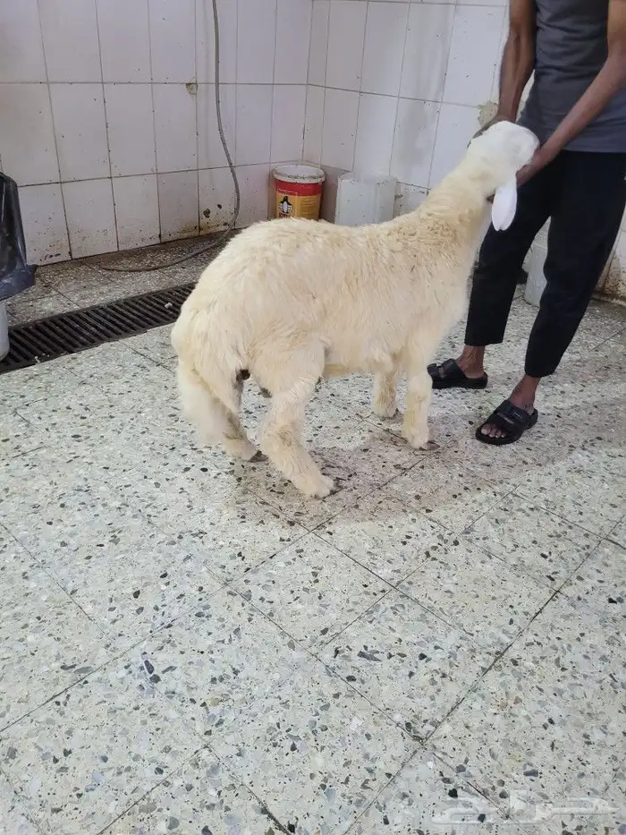 سواكني مربى فاخر جمله وتفريد باسعار مختلفه 8