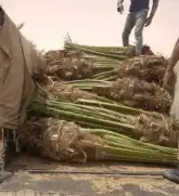 فسايل نخيل سكري برحي عجوه مجدول حلوة الجوف 2