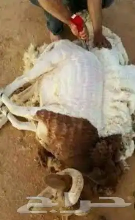 قصاص اغنام 0