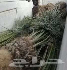 فسايل نخيل سكري برحي عجوه مجدول حلوة الجوف 1