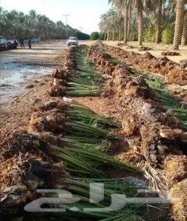 فسايل نخيل  توريد جميع نوايع النخيل العربي والنخيل الزينه 1