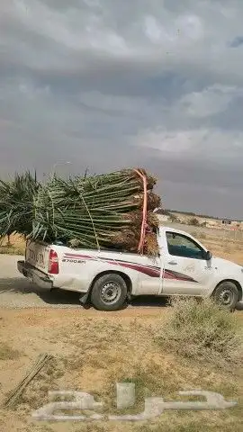 مقاول شبوك ونخيل وطلح وسدر توريد وتركيب جميع مناطق المملكة ا 4