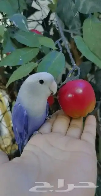 للبيع ببغاء الروز اليف جدأ لون رهيب رهيب 0