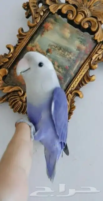 للبيع ببغاء الروز اليف جدأ لون رهيب رهيب 5