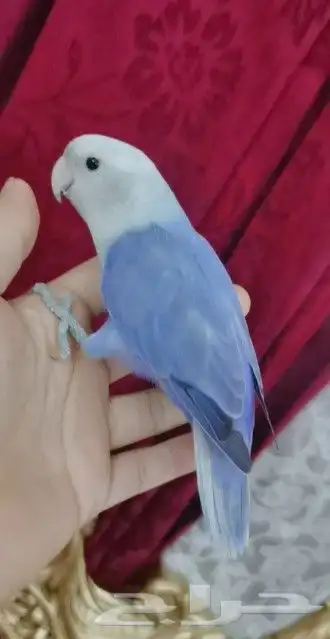 للبيع ببغاء الروز اليف جدأ لون رهيب رهيب 3